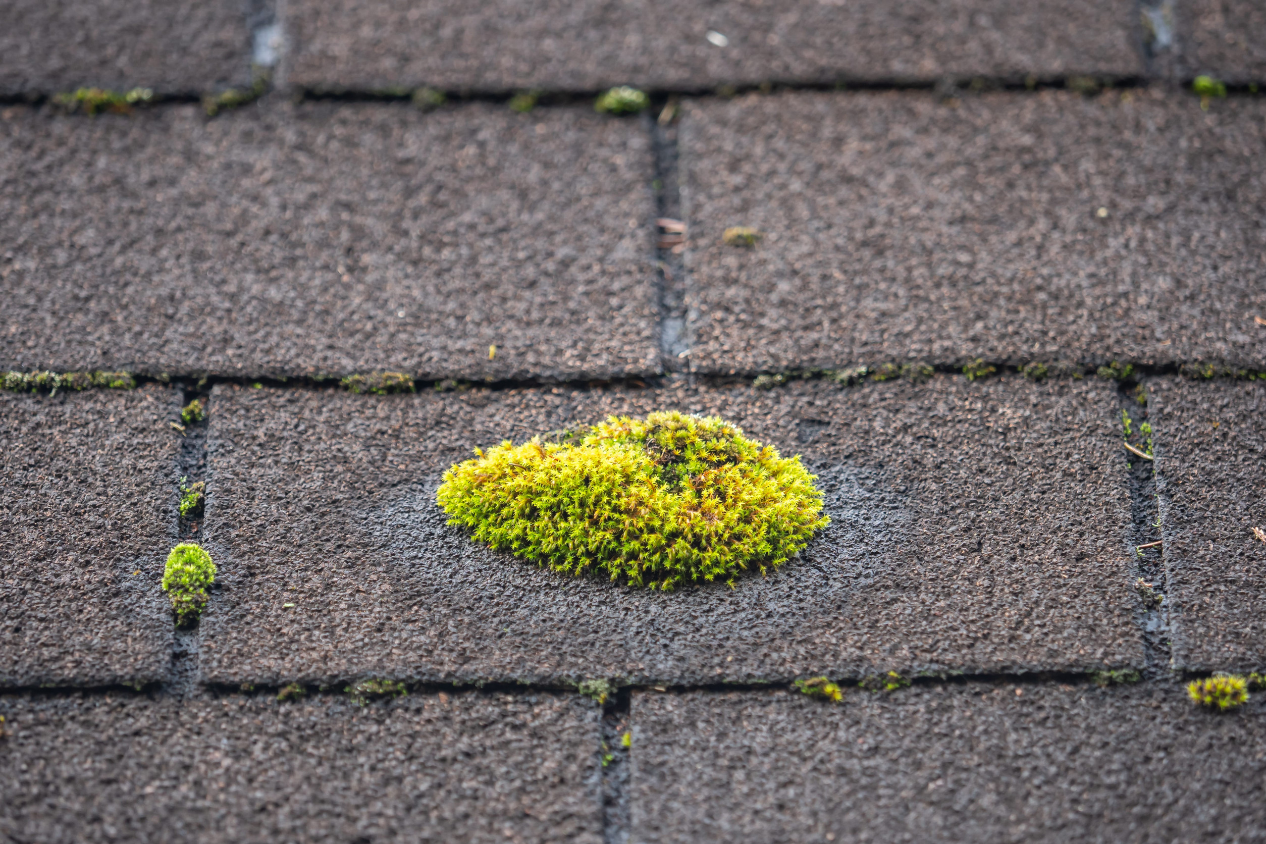 A patch of bright green moss growing on brown asphalt roof shingles, surrounded by smaller bits of moss.