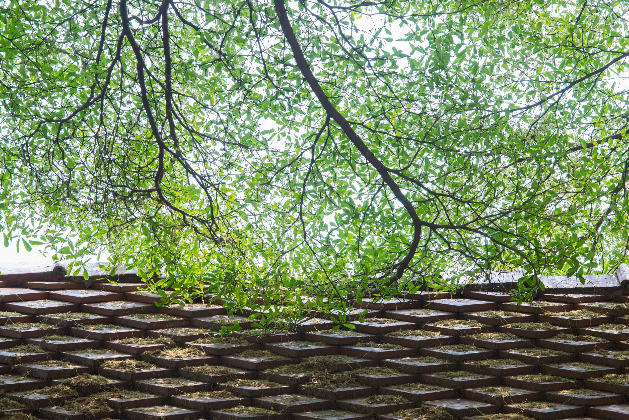 Overhead view of green leafy branches above a set of weathered brick steps covered in dirt and debris.
