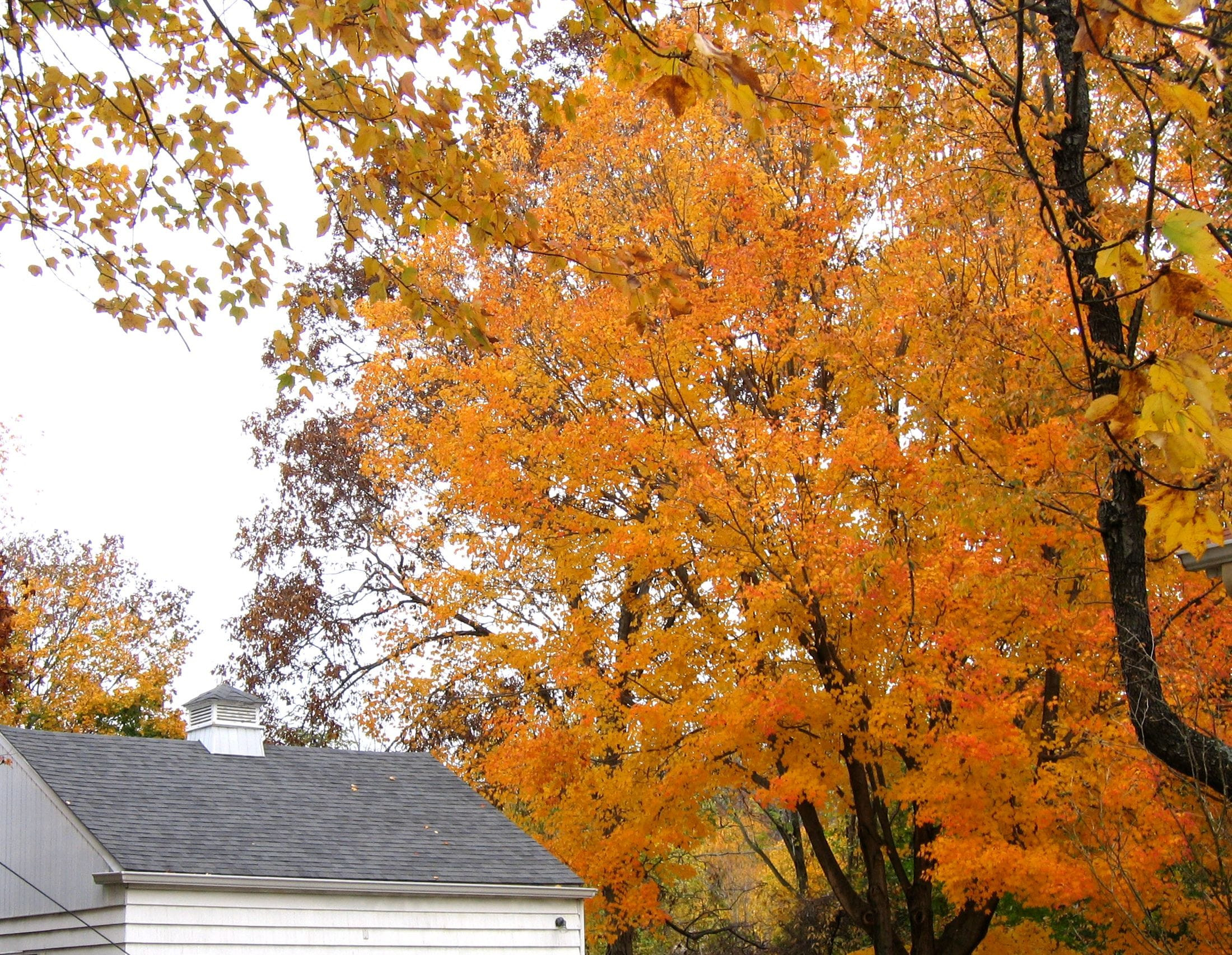 What Falling Leaves Can Really Do to Your Roof